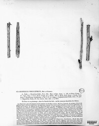 Hypoderma rubi image